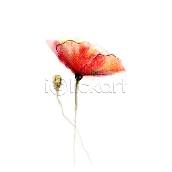 사람없음 JPG 포토 해외이미지 그림 꽃 미술 빨간색 손그림 수채화(물감) 양귀비 한송이 해외202004