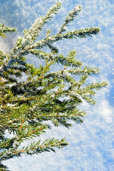 추위 사람없음 JPG 포토 해외이미지 가문비나무 겨울 나무 나뭇가지 상록수 서리 숲 야외 자연 초록색 크리스마스 해외202004 흰색