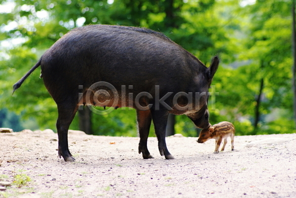 사람없음 JPG 포토 해외이미지 국립공원 동물 두마리 멧돼지 새끼 야생동물 야외 포유류 풍경(경치) 해외202004