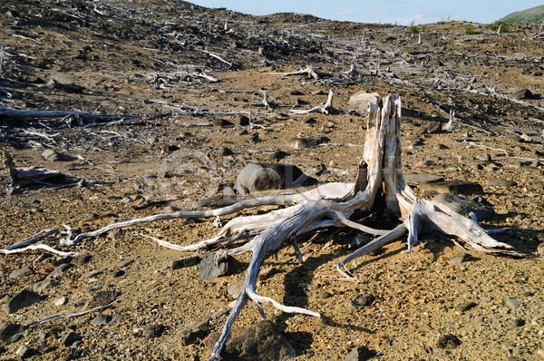 건조 사람없음 JPG 포토 해외이미지 나무 목재 부식 뿌리 생태학 숲 식물 언덕 옛날 자연 죽음 풍경(경치) 해외202004 환경