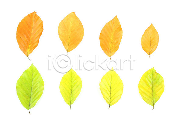 사람없음 JPG 포토 해외이미지 10월 11월 가을(계절) 갈색 계절 고립 나무 내추럴 노란색 세트 수집 식물 오브젝트 잎 자연 초록색 컬러풀 해외202004