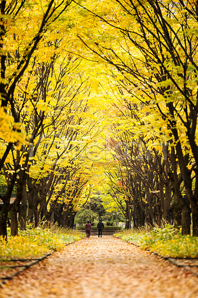 산책 남자 두명 성인 여자 JPG 포토 가을(계절) 노란색 야외 은행나무 은행잎 주간 풍경(경치) 한국