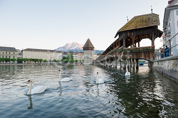사람없음 JPG 포토 다리(건축물) 루체른 백조 스위스 야외 여러마리 유럽풍경 주간 풍경(경치) 해외풍경 호수