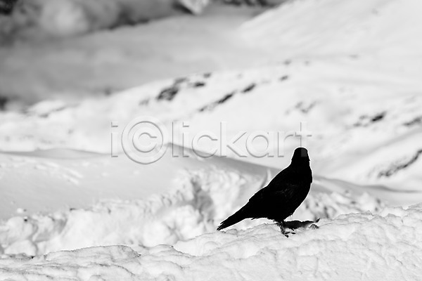 사람없음 JPG 포토 겨울 겨울풍경 까마귀 눈(날씨) 스위스 야외 유럽풍경 주간 체르마트 풍경(경치) 한마리 해외풍경