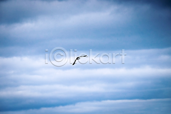 사람없음 JPG 포토 미키네스섬 비행 야외 자연 조류 주간 페로제도 풍경(경치) 하늘 해외풍경