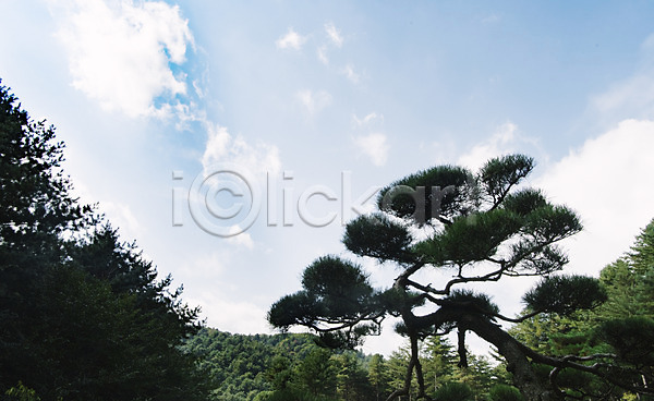 사람없음 JPG 포토 구름(자연) 나무 산 소나무 야외 주간 풍경(경치) 하늘