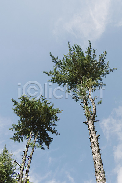 사람없음 JPG 포토 구름(자연) 나무 야외 주간 풍경(경치) 하늘