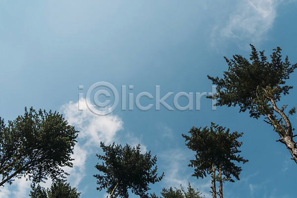 사람없음 JPG 포토 구름(자연) 나무 소나무 야외 주간 풍경(경치) 하늘