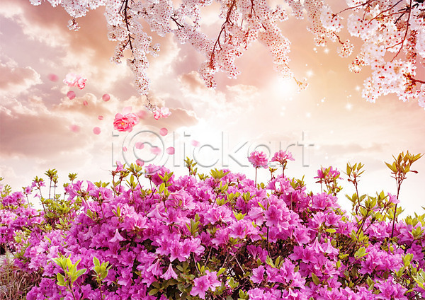 사람없음 PSD 편집이미지 구름(자연) 꽃 꽃잎 나뭇가지 노을 벚꽃 봄 자연 진달래 편집 하늘 흩날리기