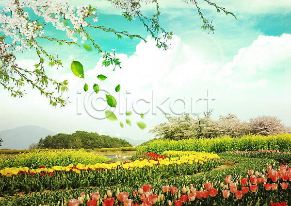 사람없음 PSD 편집이미지 구름(자연) 꽃 꽃밭 나뭇가지 나뭇잎 벚꽃 봄 자연 튤립 편집 하늘 흩날리기
