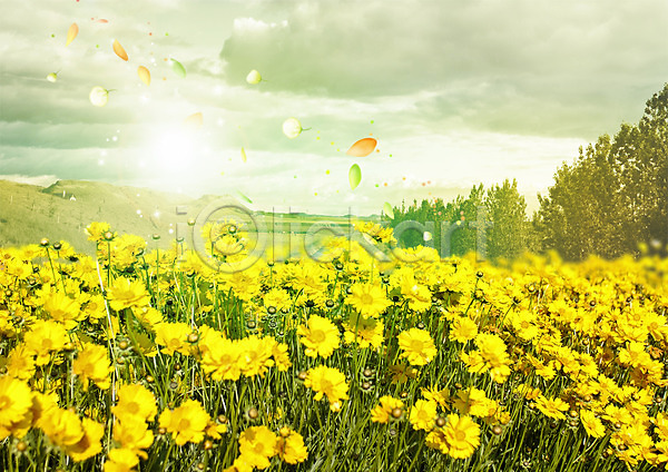사람없음 PSD 편집이미지 구름(자연) 꽃 꽃밭 꽃잎 나무 봄 자연 편집 하늘 흩날리기
