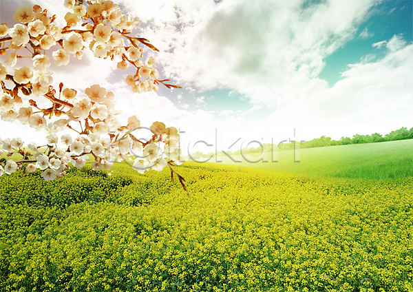 사람없음 PSD 편집이미지 구름(자연) 꽃 꽃밭 나뭇가지 벚꽃 봄 유채 자연 잔디 편집 하늘