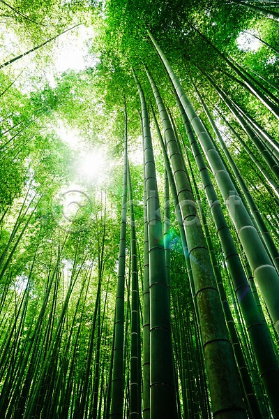 사람없음 JPG 포토 대나무 대나무숲 숲 야외 자연 주간 풍경(경치) 햇빛