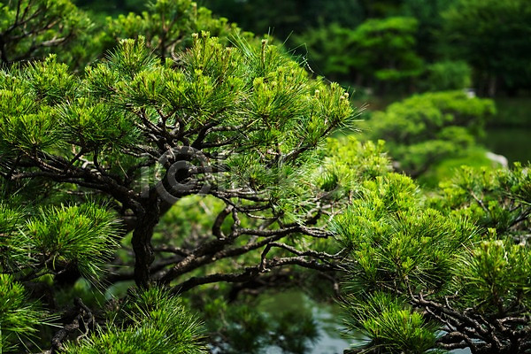 사람없음 JPG 포토 소나무 야외 자연 주간 풍경(경치)