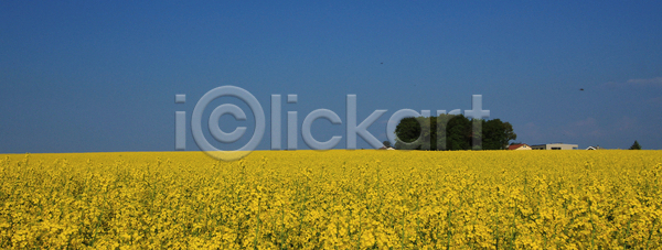새로움 사람없음 JPG 포토 해외이미지 구름 나무 노란색 농경지 농업 농작물 농장 밭 솜털 시골 식물 씨앗 여름 영국 유채 장면 카놀라 컬러풀 파노라마 파란색 풍경 하늘 해외202004 해외포토 흰색