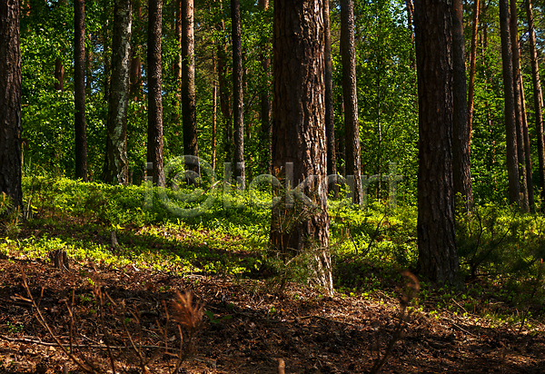 사람없음 JPG 포토 해외이미지 공원 나무 나무껍질 나뭇가지 목재 봄 소나무 숲 왕관 잎 자연 초록색 풍경(경치) 해외202004