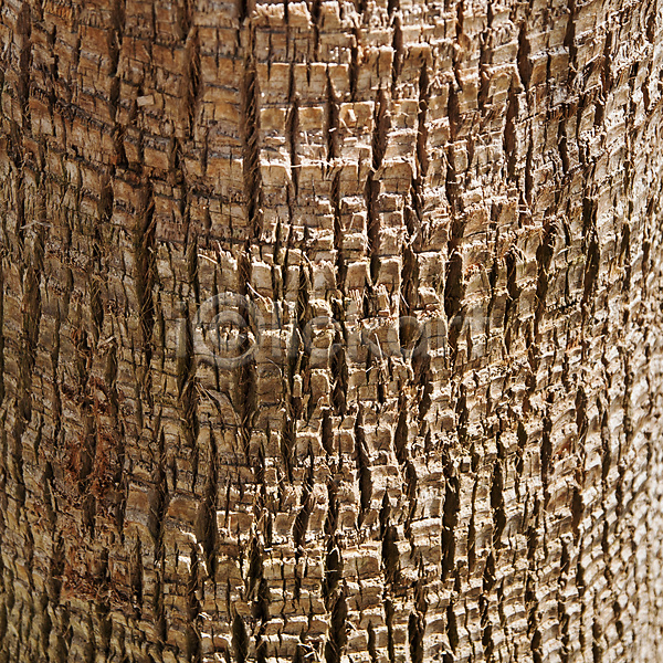 사람없음 JPG 포토 해외이미지 갈색 거친 검은색 나무 나무껍질 내추럴 닫기 목재 묘사 백그라운드 선 손바닥 식물 옛날 유기농 자연 질감 추상 코코넛 패턴 표면 해외202004