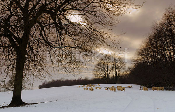 추위 사람없음 JPG 포토 해외이미지 겨울 나무 날씨 농장 눈내림 동물 밭 양 양모 영국 잉글랜드 하늘 해외202004