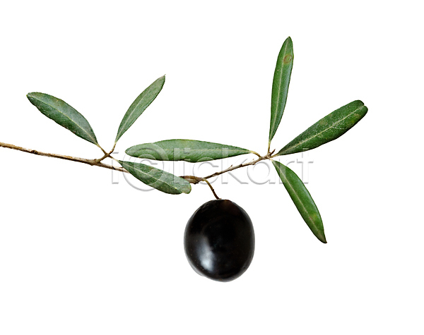 사람없음 JPG 포토 해외이미지 검은색 고립 과일 나뭇가지 닫기 백그라운드 섬유 숙성 식물 식용 식이요법 올리브 음식 잎 지성 초록색 해외202004 흰색