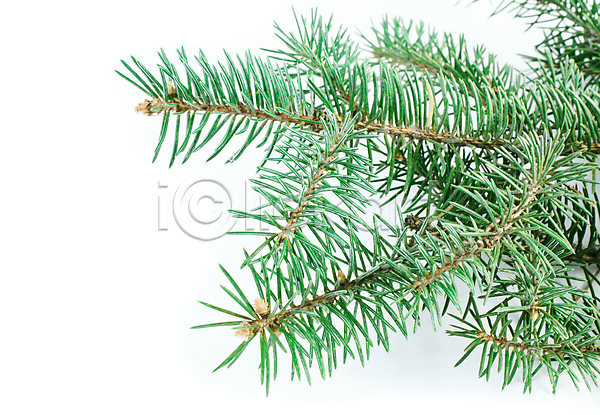 신선 사람없음 JPG 포토 해외이미지 가문비나무 고립 나무 나뭇가지 내추럴 닫기 백그라운드 상록수 소나무 솔방울 식물 오브젝트 잎 자연 장식 전나무 전통 초록색 침엽수 크리스마스 해외202004 휴가 흰색