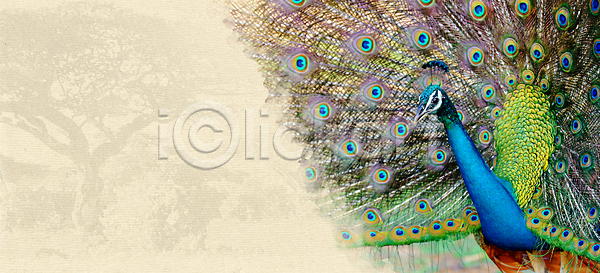 축하 사람없음 JPG 일러스트 템플릿 포토 해외이미지 공백 공작 꼬리표 나무 동물 디자인 레이아웃 미술 배너 백그라운드 복고 비즈니스 사파리 세트 수집 수확 스타일 신용카드 아프리카 야생동물 여행 옛날 우주 인쇄 자연 장식 조류 종이 찢어짐 추상 컨셉 텍스트 패턴 포스터 프레임 해외202004 해외포토 휴가