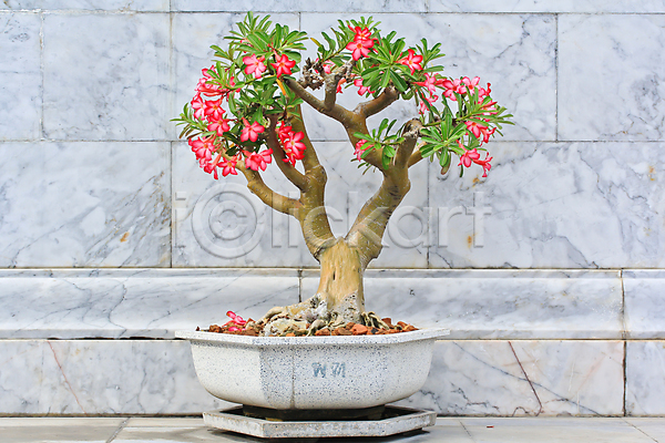 성장 신선 사람없음 JPG 포토 해외이미지 꽃 나무 나뭇가지 내추럴 대리석 백그라운드 벽 분홍색 빨간색 식물 원예 잎 장식 초록색 해외202004 화분