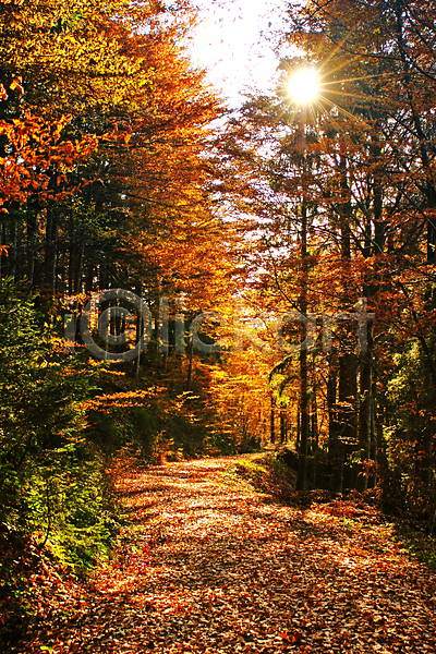 평화 사람없음 JPG 포토 해외이미지 가을(계절) 계절 공원 나무 나뭇가지 노란색 목재 백그라운드 빨간색 숲 식물 야외 오렌지 잎 자연 장면 정원 컬러풀 풍경(경치) 해외202004 환경 황금