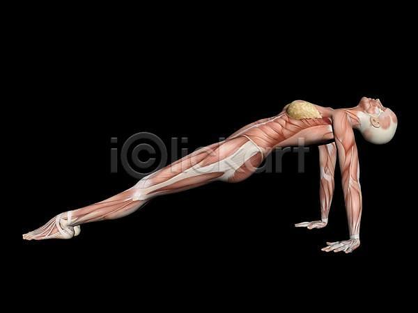 사람 사람없음 성인 여자 3D JPG 일러스트 포토 해외이미지 건강 고립 과학 그래픽 근육 근육질 만들기 생물학 숫자 시스템 신체 포즈 해부 해외202004