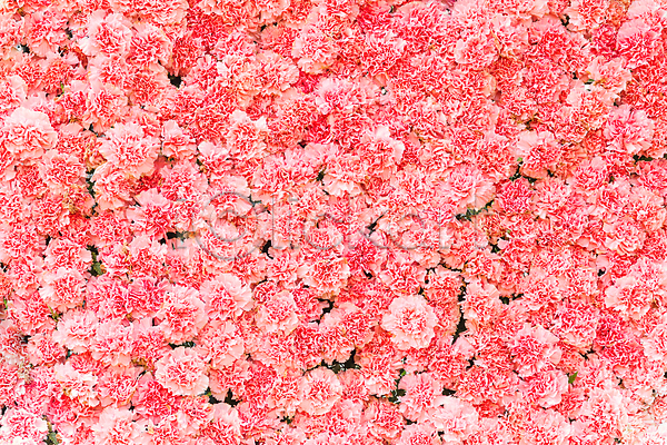사랑 신선 우아함 사람없음 JPG 포토 해외이미지 꽃 꽃다발 꽃무늬 꽃잎 내추럴 다발 배열 백그라운드 벚꽃 분홍색 빨간색 세련 식물 우아 인공 자연 정원 제비 줄기 진홍색 질감 카네이션 크림 패턴 해외202004 향기